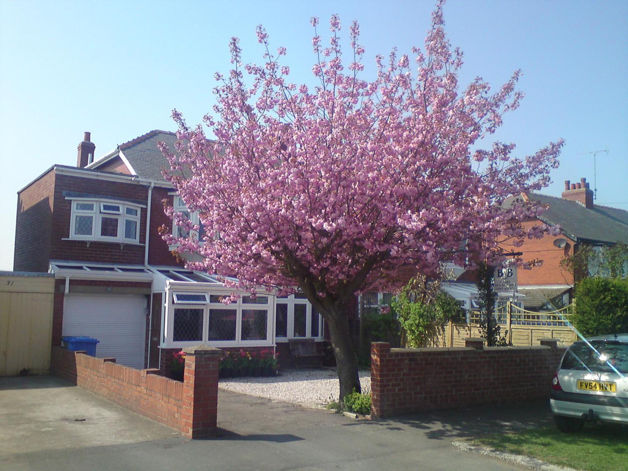 Cherry Blossom Guest House Whitby Exterior foto